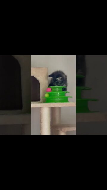 She’s Wicked Smart cute kitten playing