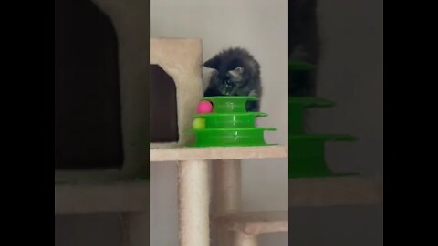 She’s Wicked Smart cute kitten playing