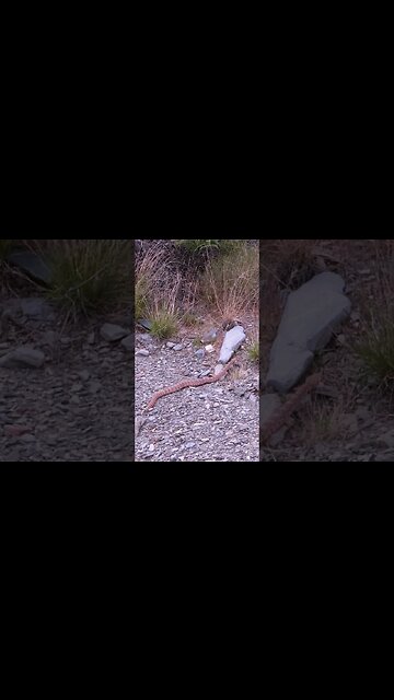 First Rattlesnake This Year in the Desert Southwest