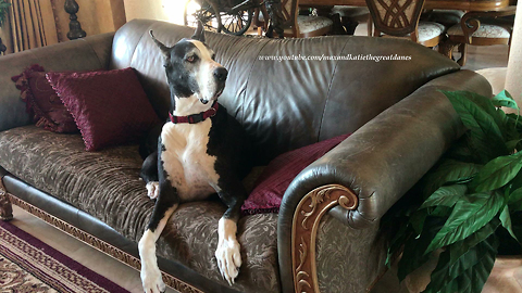 Talking Complaining Deaf Great Dane Disrupts Sister Dog's Nap