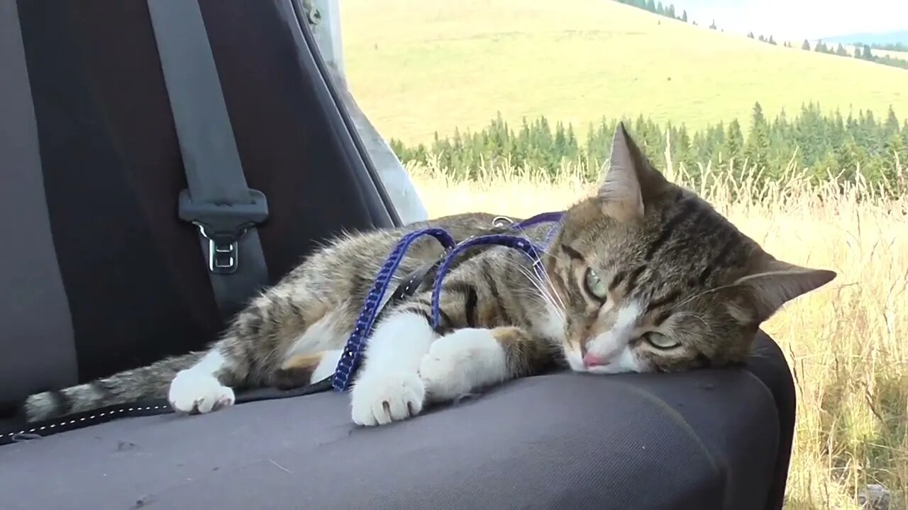 Traveling Makes this Cat Tired