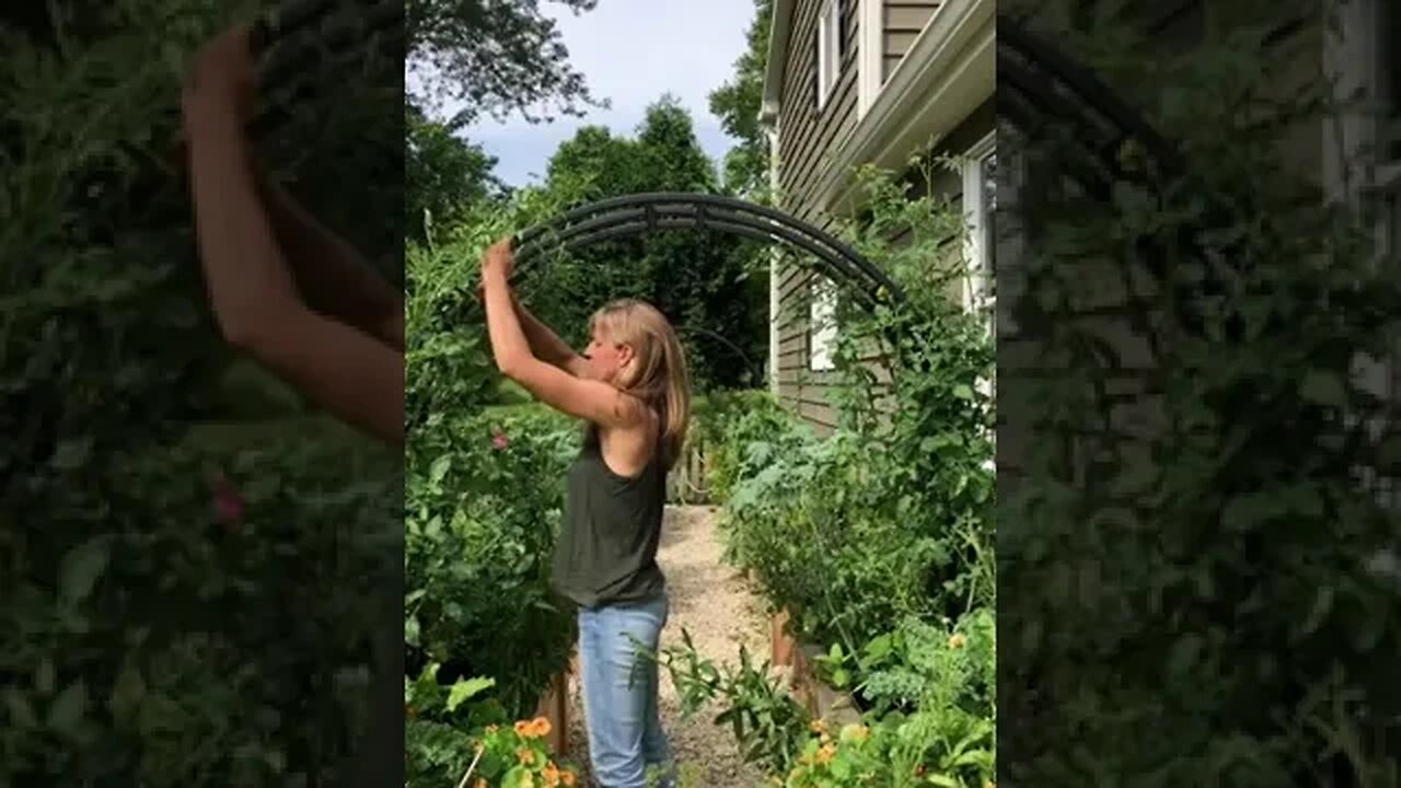 Grow tomatoes with me!