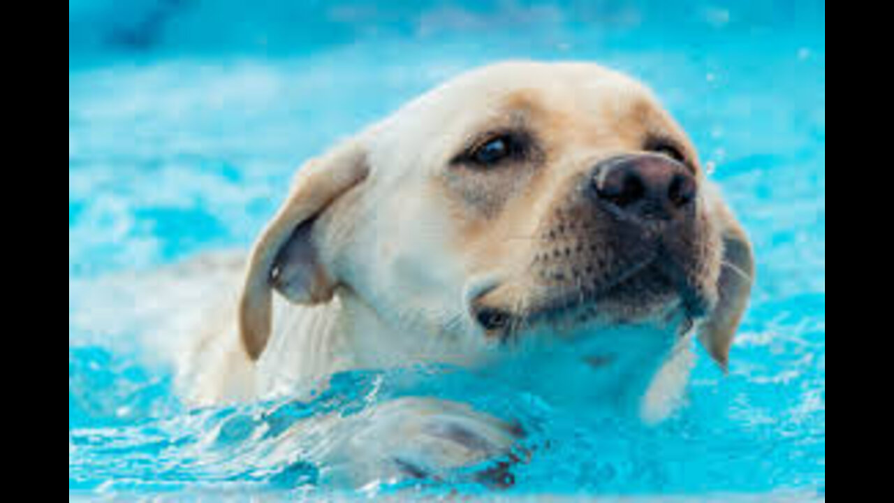 How to teach Your Dog to Swim perfectly