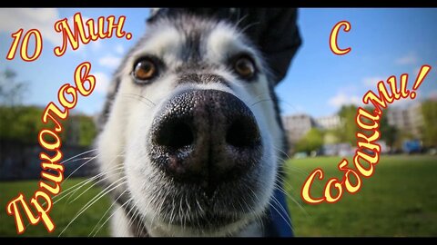 Смешные Собаки 22 Funny Dogs Юмор