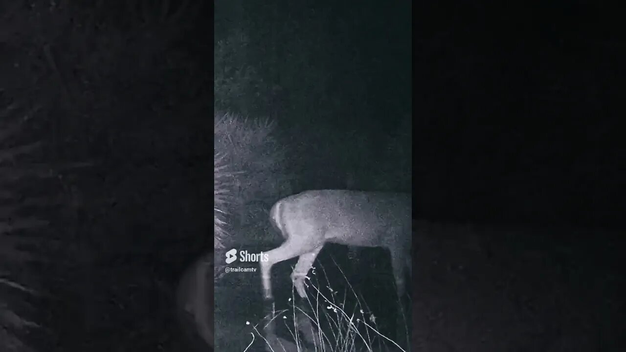 Buck Deer In Florida swamp