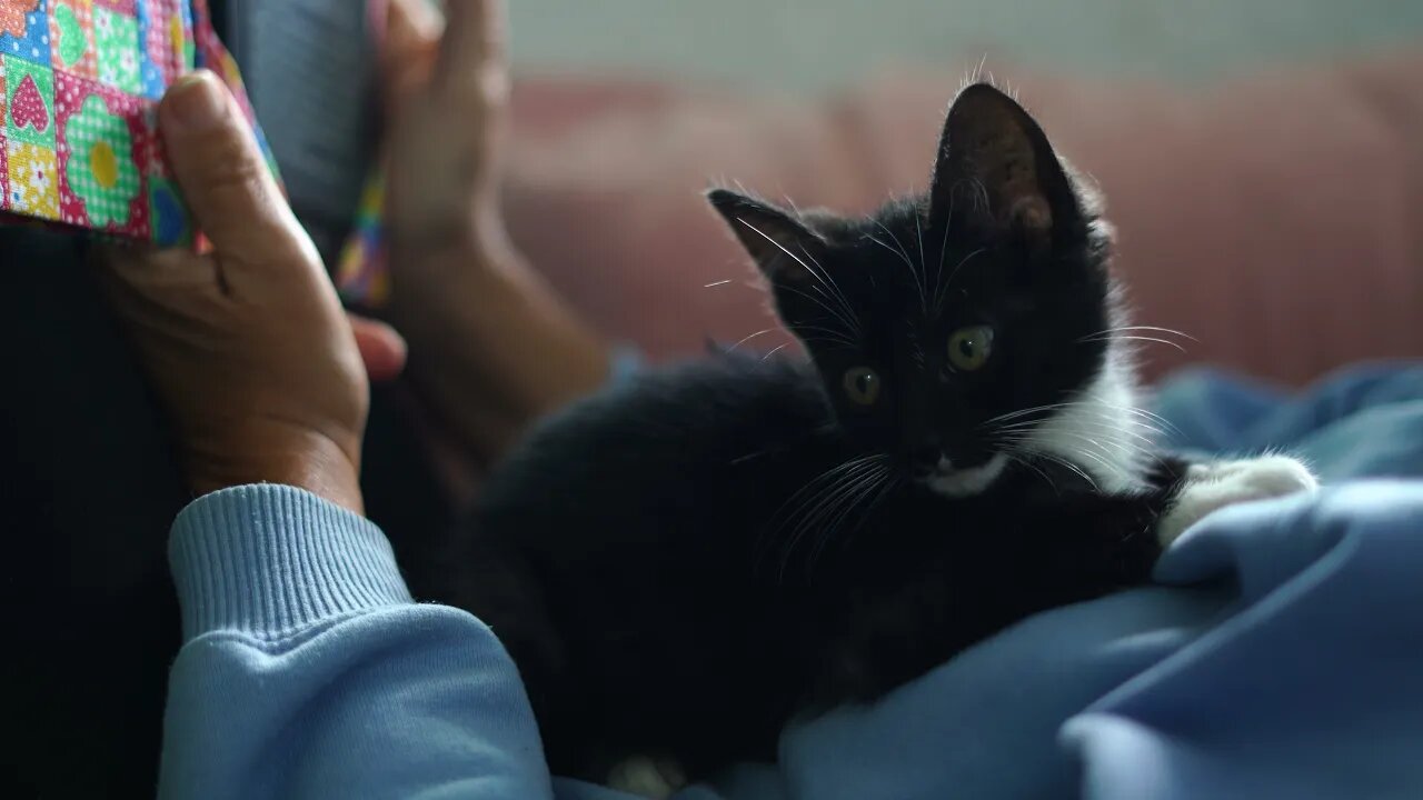 Funny pets and animals video #14 - Try not to Laugh #shorts