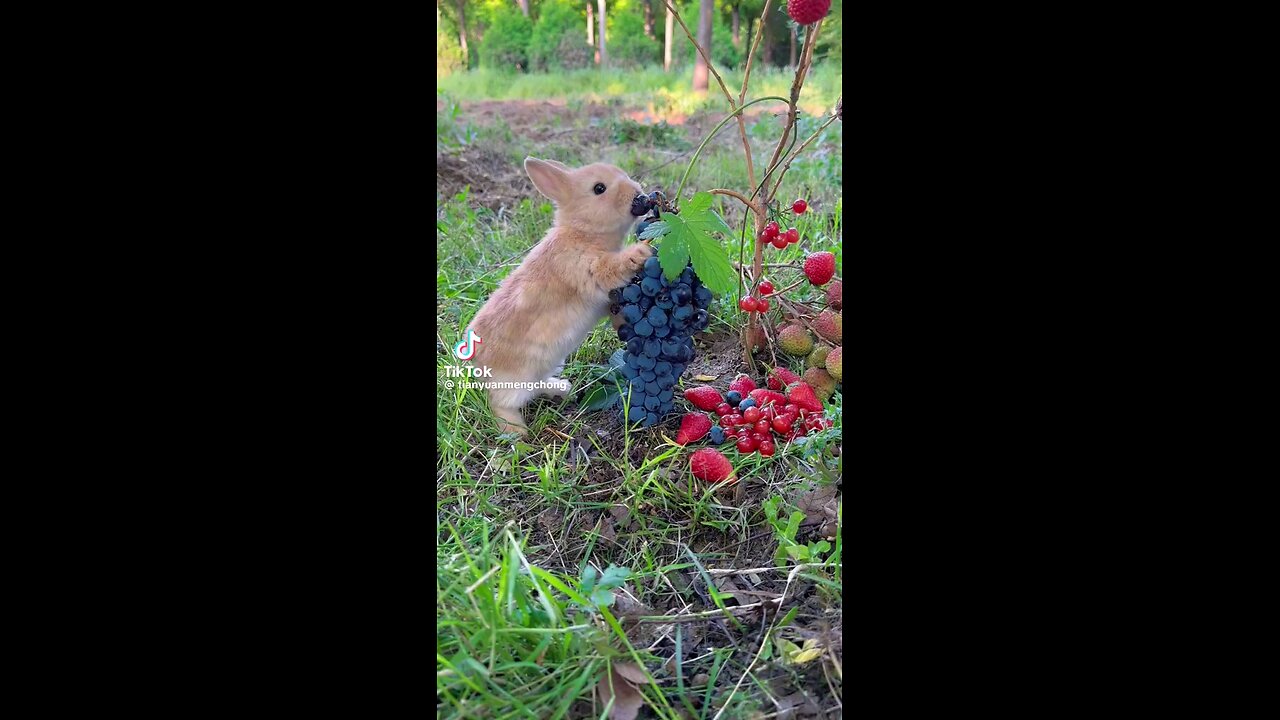 Bunny loves grapes