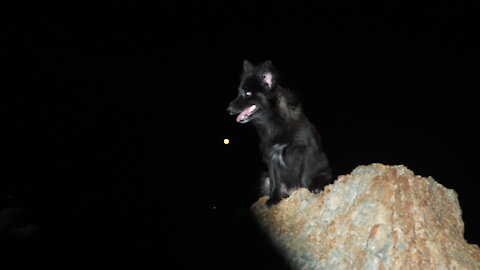 Pomeranian - Phoc Soc Den