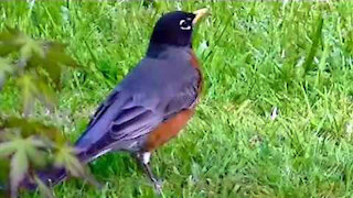 IECV NV #94 - 👀 American Robin In The Yard 🐦 5-29-2015