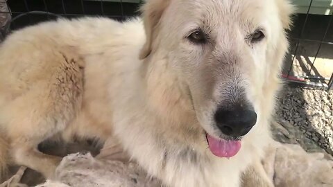 Stella the rescue Maremma putting on weight and settling nicely into her new home