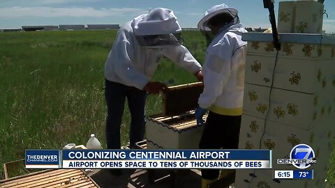 The Centennial Airport is now home to tens of thousands of bees