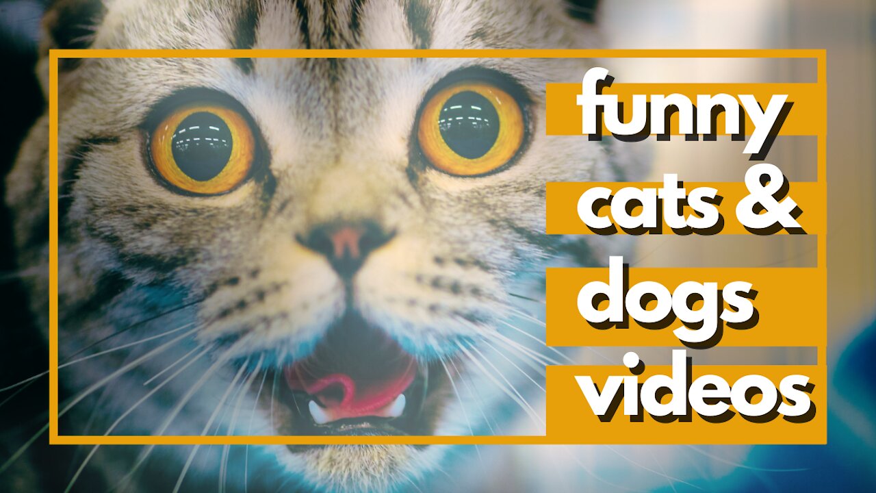 FUNNY ANIMALS COMPILATION - Funny Cat and Dog Video Compilation