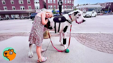 This “Scary” Great Dane Will Melt Your Heart With Tail Wags! | Cuddle Buddies