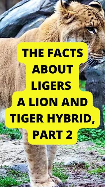 Part 2: The Facts About Ligers – a Lion and Tiger Hrybid
