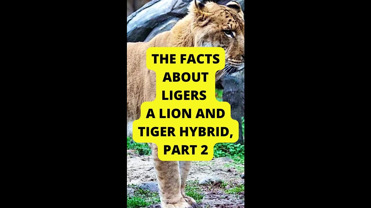 Part 2: The Facts About Ligers – a Lion and Tiger Hrybid