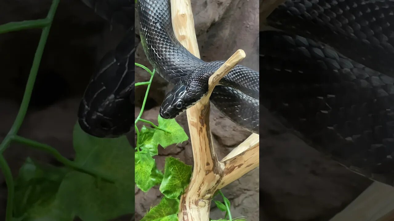 Walk through the North Carolina Arboretum #arboretum #ashville #snake #lizard