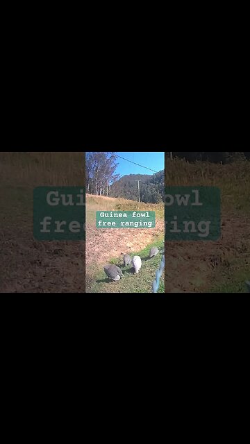 Free range guinea fowl
