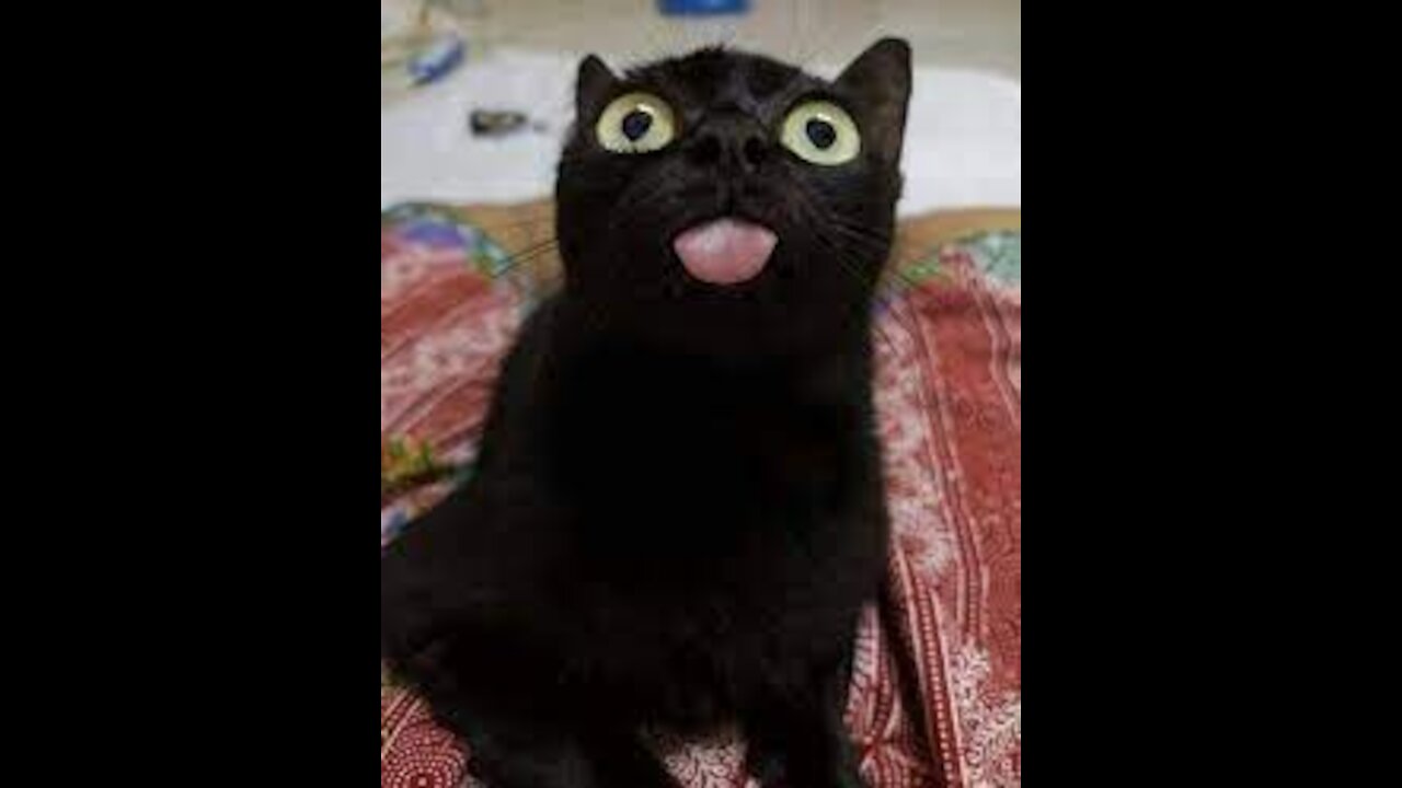 My favourite animal talks better than me!