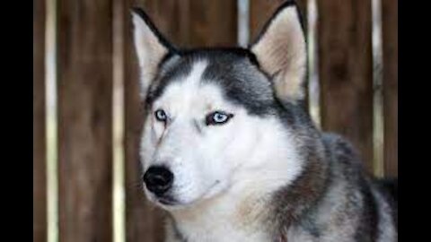 5 Reasons Why Huskies Are The WEIRDEST DOG BREED! #shorts