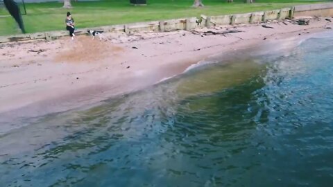 Drone video of a Happy puppy playing with its owner in water