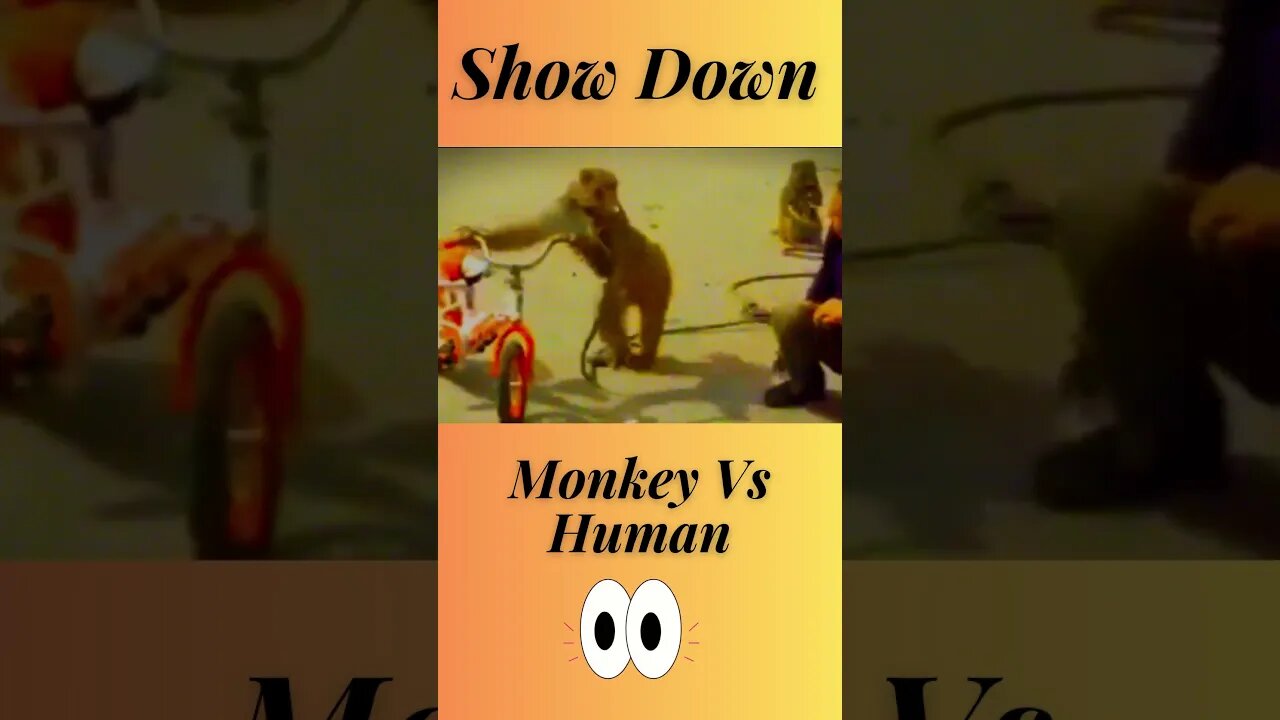 The Primate Encounter A Clash Between Man and Monkey