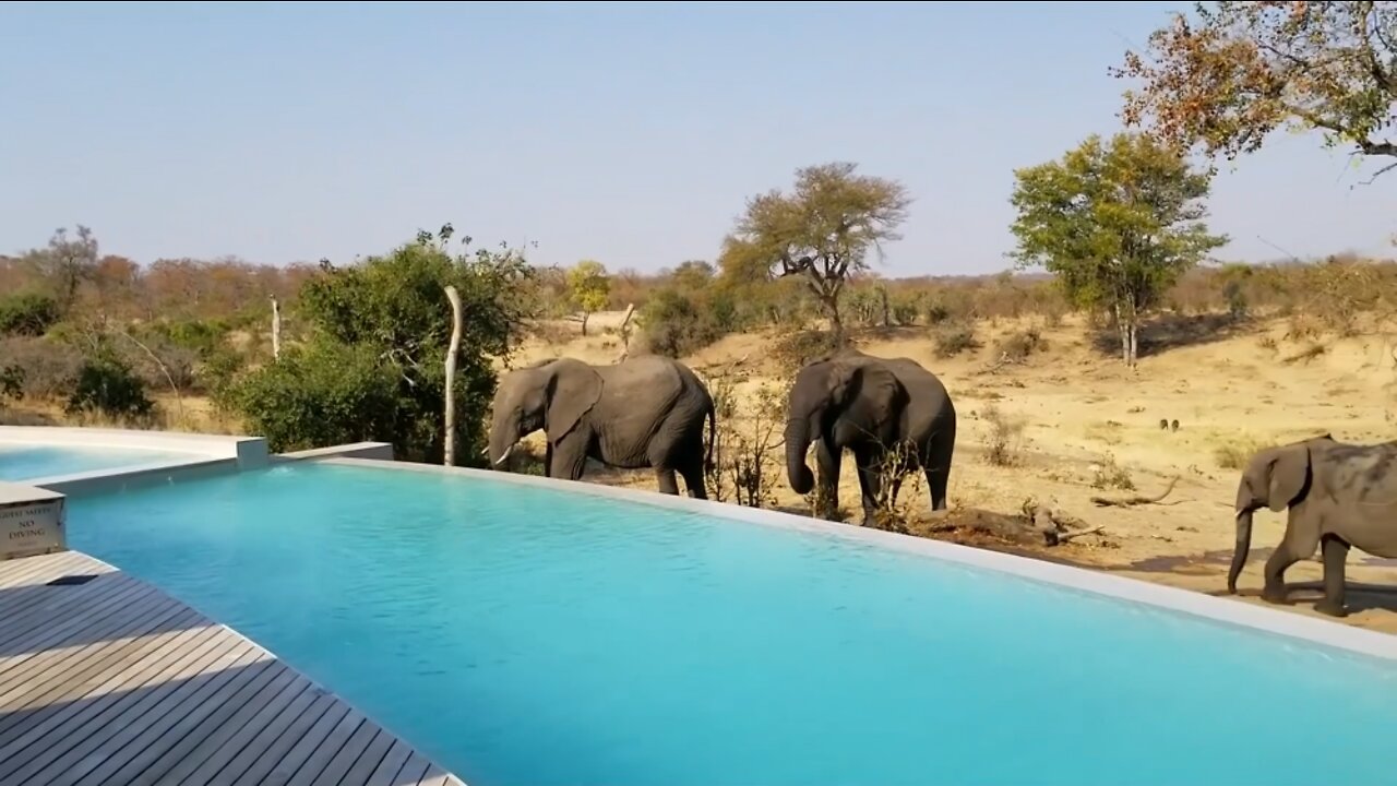 A Heard Of African Elephants Drinks Water In a Pool | Best Videos Of 2022 | Kevin 3.0