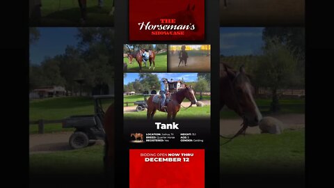 Group 1 - ♦𝐓𝐇𝐄 𝓗𝓸𝓻𝓼𝓮𝓶𝓪𝓷'𝓼 𝐒𝐇𝐎𝐖𝐂𝐀𝐒𝐄♦ - online auction ending Monday | December 12th! Horsebid.com