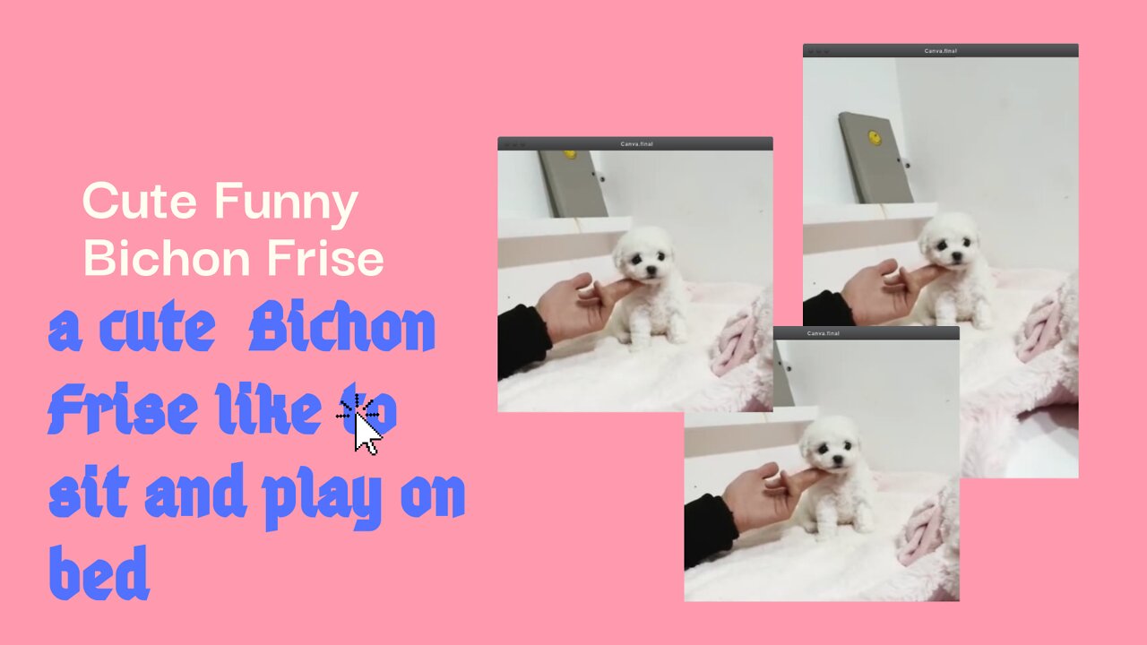 Lovely Bichon Frise like to sit and play on the bed