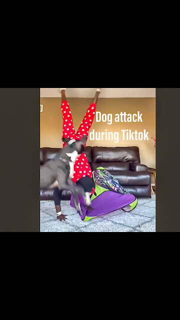 Dog attacks owner during a Tik Tok live