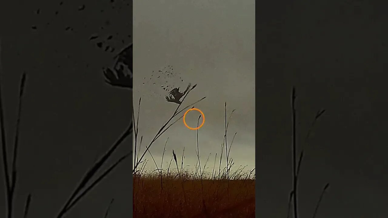 And here we go…. #pheasanthunting