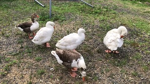 Chat with our free range geese