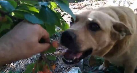 My dog is a lover of cherries