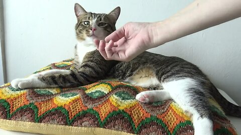 Fluffy Cat Sleeps on His Favorite Pillow