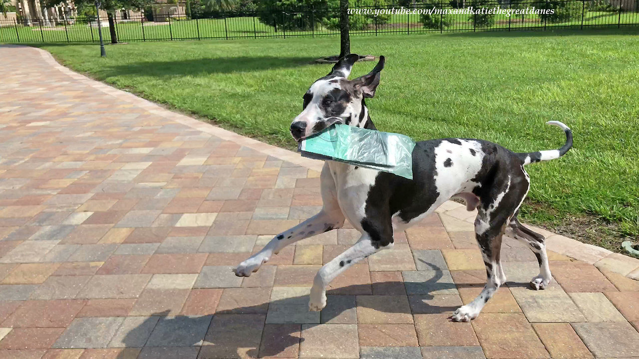 Great Dane proudly delivers newspaper despite distractions