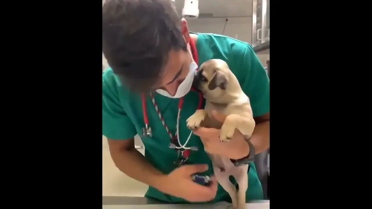 Cutest patient ever ... !! 🐶❣️ #shorts #puppy #Tiktok #dog #Jayla #animals