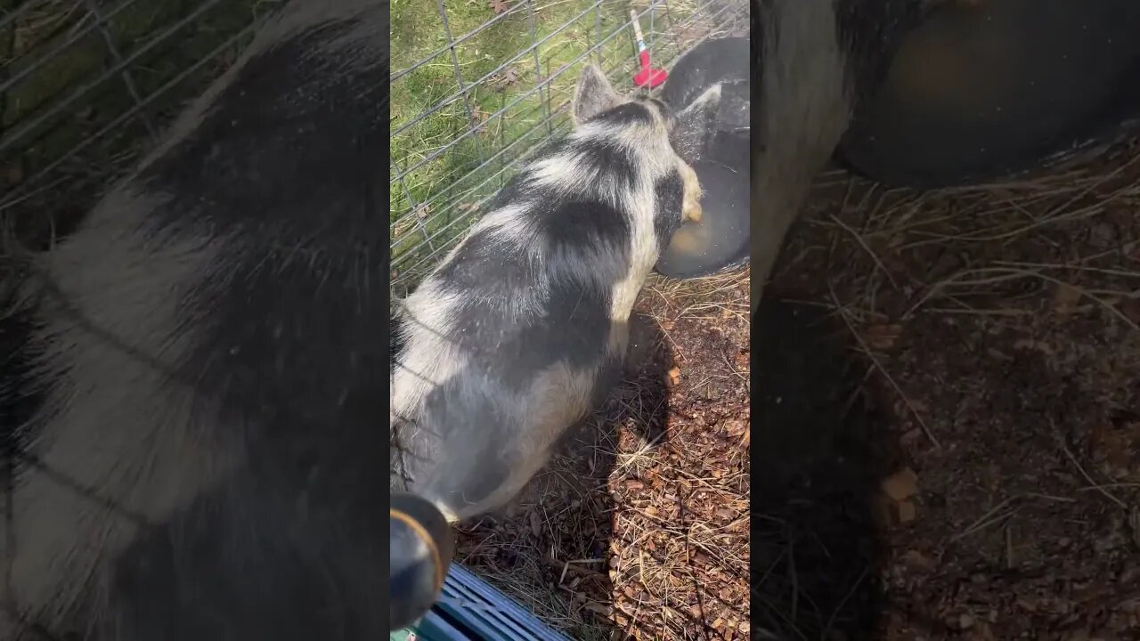 Cooling the 🐷’s down☀️ #spring #sunny #kunekune #homestead #farming #fy #fyp #farmanimals