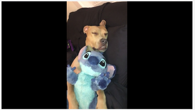 Pitbull cuddles his stuffed animal to sleep