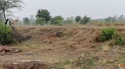 very dangerous animal coming there in video tiger