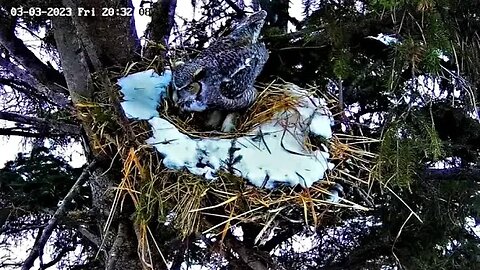 Albert Calling Ellie From the Nest 🦉 03/03/23 20:30