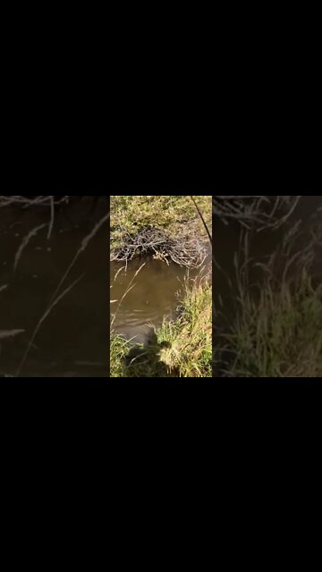 Targeting a brown trout with a bow & arrow cast.