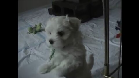 Adorable Maltese Puppies at 8 weeks