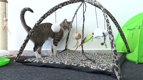 Cat Loves Playing in His Toy Corner