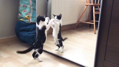 Funny Cat And mirror Video|Funny video