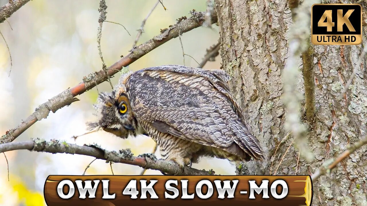 Great Horned Owl [4K Ultra HD]