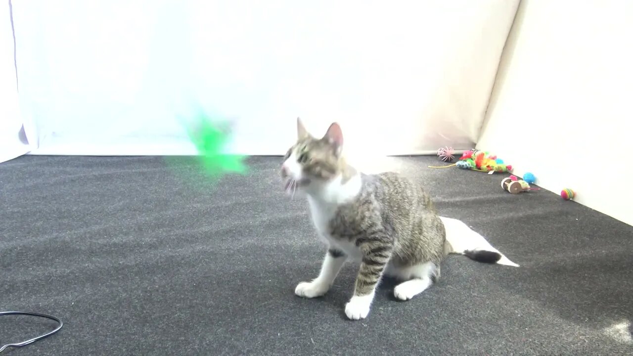 Cat Steals the Toy and Runs Away