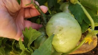 September 24th Garden Tour, still going strong!