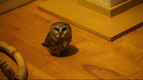 MY CAT Brings In an OWL...AN ADVENTURE INSUES