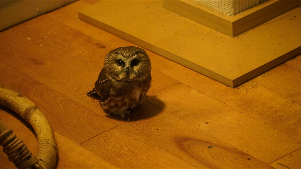 MY CAT Brings In an OWL...AN ADVENTURE INSUES