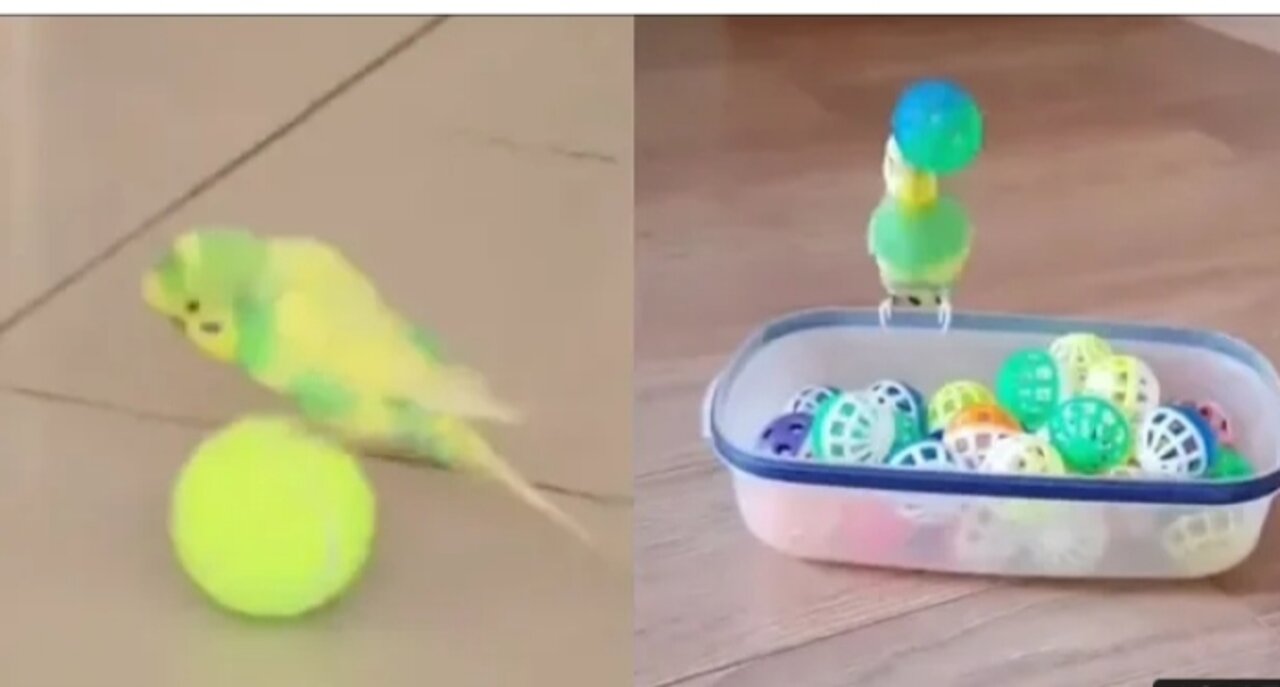 BEST of FUNNY and CUTE Budgies parrot compilation