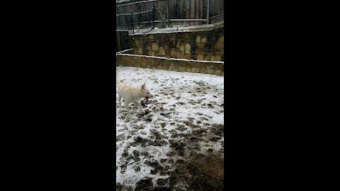 Dogs in snow